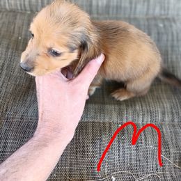 Dachshund Puppies from Bailey's Dachshunds