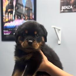Green boy - Black and mahogany male Rottweiler puppy in Lake Worth, Florida from Vonbart Rottweilers