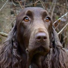 Field Spaniels from Killara Field Spaniels
