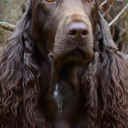 Field Spaniels from Killara Field Spaniels