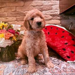 Harry (the second) - Cream male Goldendoodle puppy in De Land, Florida from Rezapour Doodle Estate