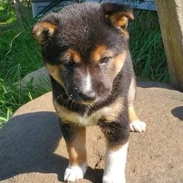 Shiba Inu from Homestead Shibas