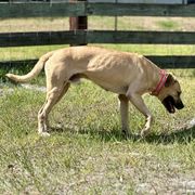 Sid - Black Mouth Cur