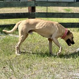 Sid - Black Mouth Cur