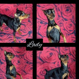 Lady - Miniature Pinscher