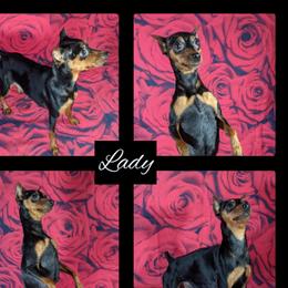 Lady - Miniature Pinscher