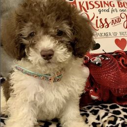 Poodles from Murphy’s Minis