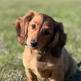 Dachshunds from Schmitt Dachshunds