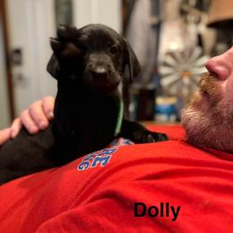 Dolly, Green collar, female - Black female Labrador Retriever puppy in Moore, Oklahoma from Okiehuntinboyz Labrador Retrievers