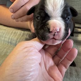 Arlo - Brindle male Boxer puppy in Madras, Oregon from BnT Boxers