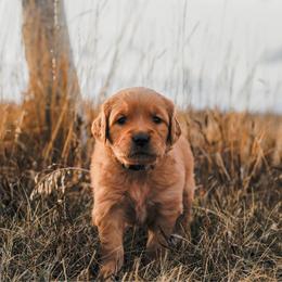 Malibu (white) - Dark golden female Golden Retriever puppy in Bynum, Montana from Summit Canine Breeding
