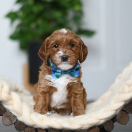 Boy 2 - male Australian Labradoodle puppy in Port Orchard, Washington from Snooze and Sniff Labradoodles