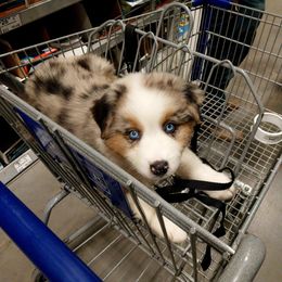 Miniature Australian Shepherd Puppies from AussiesRus