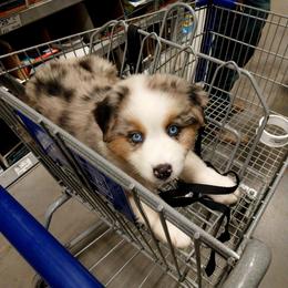 Miniature Australian Shepherd Puppies from AussiesRus