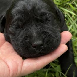 River - Black female Labrador Retriever puppy in Taylors, South Carolina from Spring Water Labs of the Carolinas
