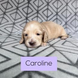 Caroline 4500 Cream Girl Longhair Pet Only - Cream female Dachshund puppy in Pauls Valley, Oklahoma from Simply Happy Dachshunds