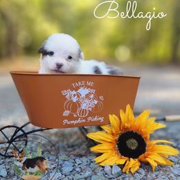 Bellagio - Gray and white female American Corgi puppy in Cameron, North Carolina from Butts Family Corgis