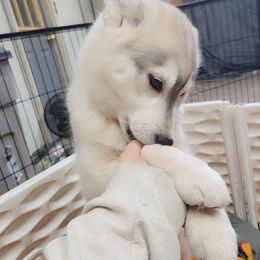 Siberian Husky Puppies from Spirit of the Moon Siberians