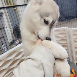 Siberian Husky Puppies from Spirit of the Moon Siberians