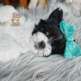 Companion Cross, Havanese, Mal-Shi, Maltese, Maltipoo, Morkie, and Shih Tzu Puppies from Seeking Shalom Acres Maltese, Maltipoos & Havamalts