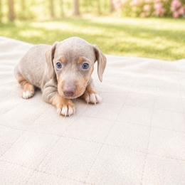 Dahlia - AKC - Fawn (isabella) and tan female Dachshund puppy in Indian Trail, North Carolina from Hilda’s Teenie Weenies