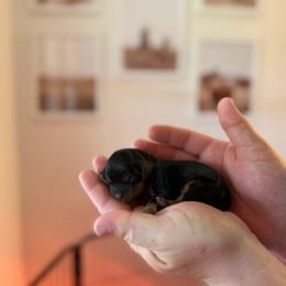 Gumbo - Black and tan male Cavalier King Charles Spaniel puppy in Gonzales, Texas from Veach Cavaliers & Farm
