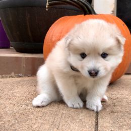 Pomsky and Siberian Husky Puppies from Cold Mountain Kennel