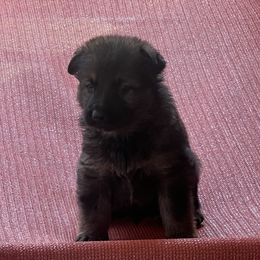 Boy 3 - Sable German Shepherd puppy in Villa Rica, Georgia from Von Wolf GSD’S