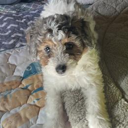 Skye - Blue merle female Bernedoodle puppy in Springfield, Missouri from Doodle Dandy Bernedoodles & Aussiedoodles