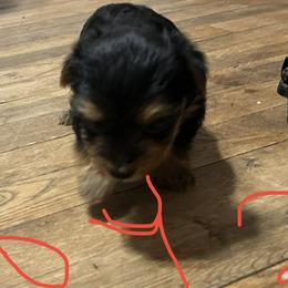 Yorkshire Terriers from Jessica's Yorkies