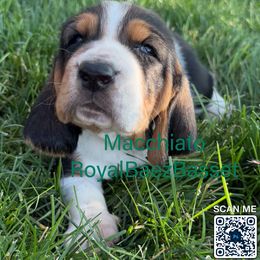 Macchiato - Black white and brown male Basset Hound puppy in Sidney, Nebraska from Royal Baez Basset