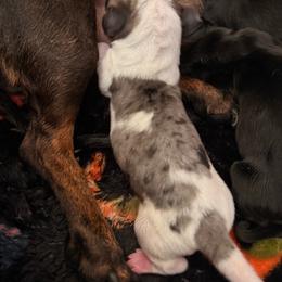 Sunshine - Dapple female Dachshund puppy in Nampa, Idaho from 208 Wiener Wiggle Butts LLC