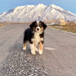 Australian Shepherd Puppies from WC Ranch