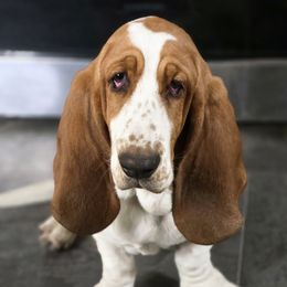Poppy Rae - Basset Hound