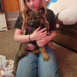 German Shepherd and Pembroke Welsh Corgi Puppies from Tiny Titans K9