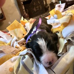 Kenny Rogers - Black and white male English Springer Spaniel puppy in Memphis, Tennessee from Lynn Bee Avenue