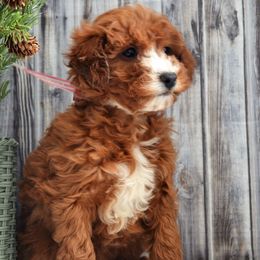 Rosie - Goldendoodle