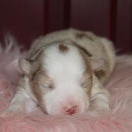 Snoopy-2700 - Red merle female Australian Shepherd puppy in Star City, Arkansas from Circle P Farm Australian Shepherds
