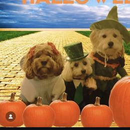 French Bulldog, Goldendoodle, and Golden Retriever All Grown Up from SoCalFamilyFrenchies, Doodles and more