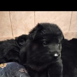 Red collar girl - Bi-color female German Shepherd puppy in Centralia, Illinois from Janices AKC German Sheperds LLC