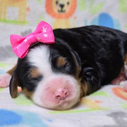 Sklyer - Tri-color female Bernedoodle puppy in Austin, Texas from Austin Doodles & Poodles