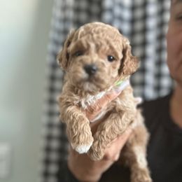 Sir Murphy - Apricot male Maltipoo puppy in Southern,, California from Maltipoo Tiny Pups & More