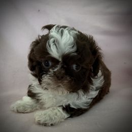Diva - Liver and white Shih Tzu puppy in Tallahassee, Florida from Bows and Bot Ties