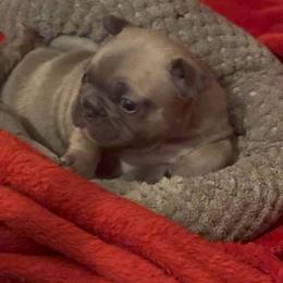 Daisy - Blue fawn female French Bulldog puppy in Joplin, Missouri from Midwest Beautiful Frenchies
