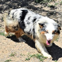 Miniature American Shepherd and Miniature Australian Shepherd All Grown Up from War Eagle Kennel