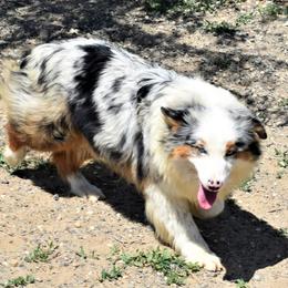 Miniature American Shepherd and Miniature Australian Shepherd All Grown Up from War Eagle Kennel