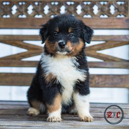Maleficent - Black tri female Miniature Australian Shepherd puppy in Buna, Texas from R & C Kennels