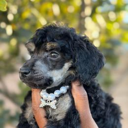 Virelle - Brindle female Poodle puppy in Corona, California from Garden Of Poodles