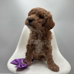 Rocky - Apricot male Goldendoodle puppy in Creston, Ohio from Mini Doodles Dandy