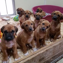 Rhodesian Ridgeback Puppies from Lyonnese Rhodesian RIDGEBACKS